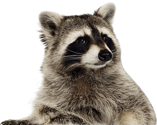 Animal Removal