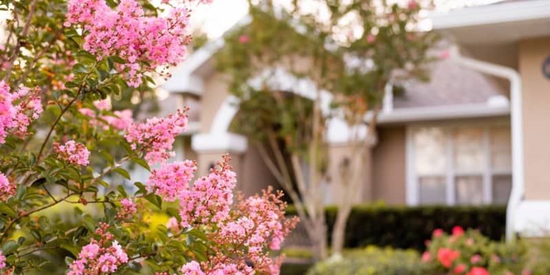 Pink lilacs in focus in the foreground, with a residential home out of focus in the background.